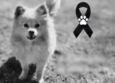 Fiscalía investiga caso del perrito “Rocket”; fue robado y luego devuelto muerto a su dueño en Puebla