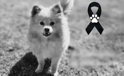 Fiscalía investiga caso del perrito “Rocket”; fue robado y luego devuelto muerto a su dueño en Puebla