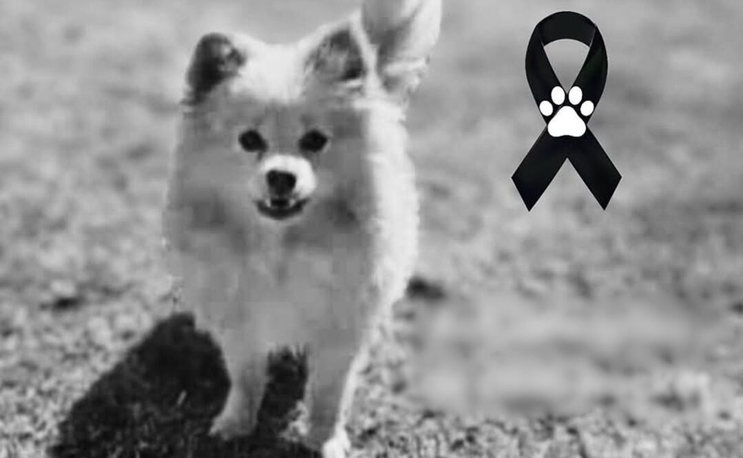 Foto: Instituto de Bienestar Animal