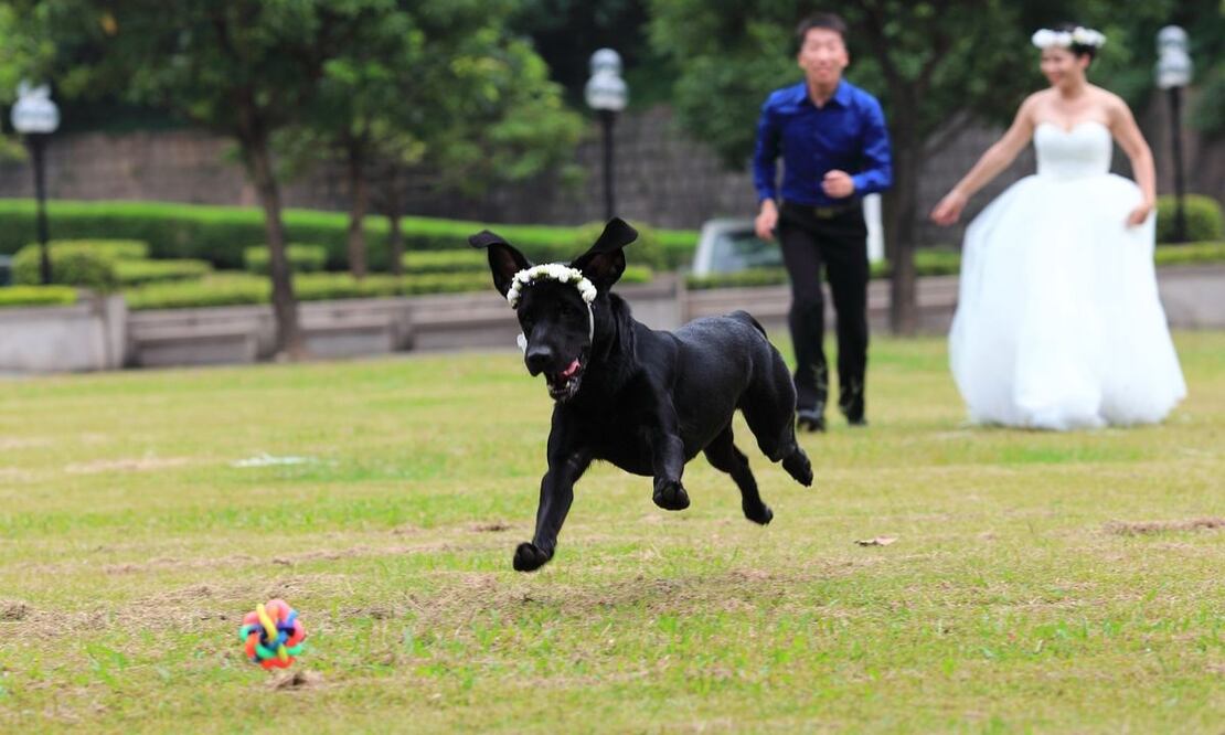 Perro testigo de boda. Fuente: Pixabay.