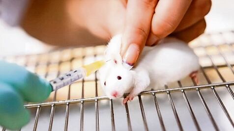 La biología sintética, pensada alguna vez para resucitar especies, hoy será utilizada para exterminarlas