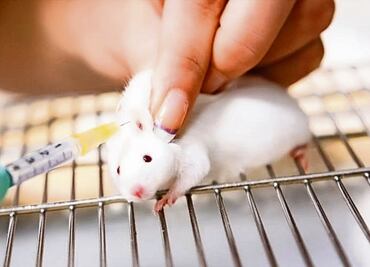 La biología sintética, pensada alguna vez para resucitar especies, hoy será utilizada para exterminarlas