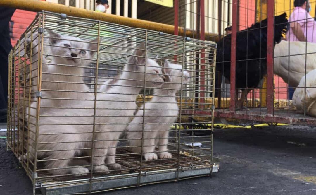 Foto: Diego Simón /EL UNIVERSAL