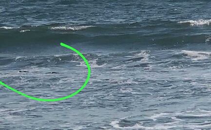 Captan a cocodrilo en playa Nuevo Nayarit; suspenden actividades acuáticas