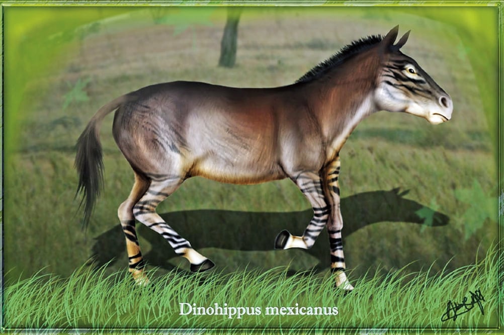 Dibujo que muestra cómo habría lucido un ejemplar de la especie 'Dinohippus mexicanus' (ESPECIAL)