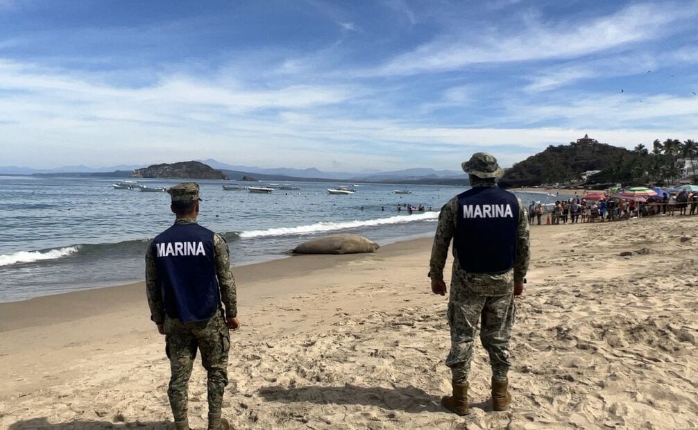 Brindan atención y protección a elefante marino que descansa en Playa "Los Ayala" en Compostela, Nayarit. Foto: Especial