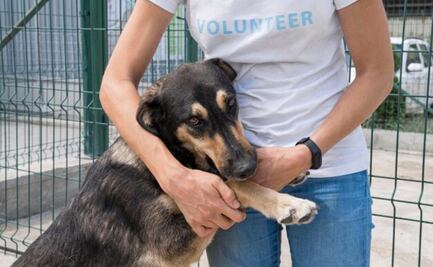 Requisitos para crear un refugio de adopción animal; descubre lo que necesitas según veterinaria