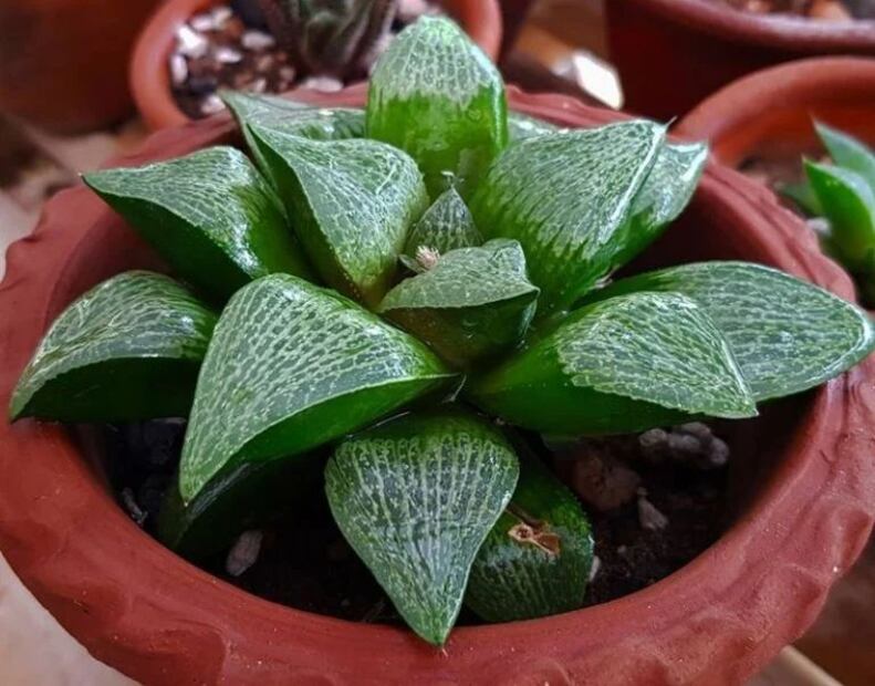 La Haworthia comptoniana y Ceropegia woodii, se han convertido en la planta perfecta para el hogar. Fuente: Freepik.