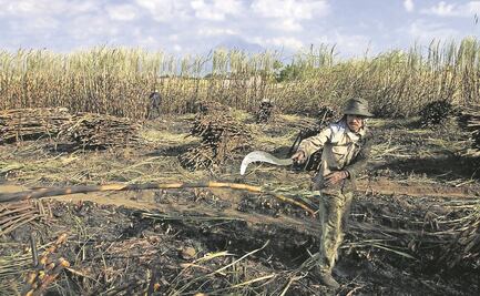 Ingenios, al pendiente de autorización a Sucroliq