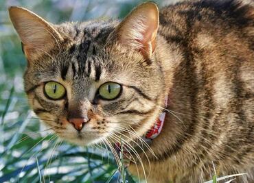 La hierba milenaria que ayuda a mejorar el comportamiento de los gatos; descubre su asombroso beneficio