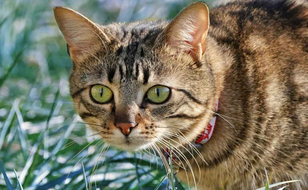 Descubre el increible efecto que tiene en los gatos. Imagen: SandAI