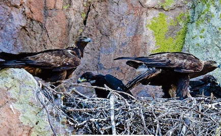 Águila real, un símbolo en peligro de extinción
