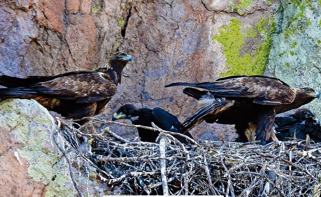 En México hay aproximadamente 200 sitios de anidamiento en una decena de entidades, siendo Zacatecas uno de los principales lugares con 33 nidos. Foto: Especial