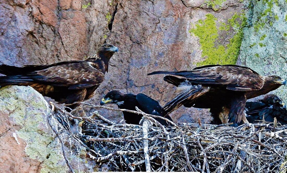 En México hay aproximadamente 200 sitios de anidamiento en una decena de entidades, siendo Zacatecas uno de los principales lugares con 33 nidos. Foto: Especial