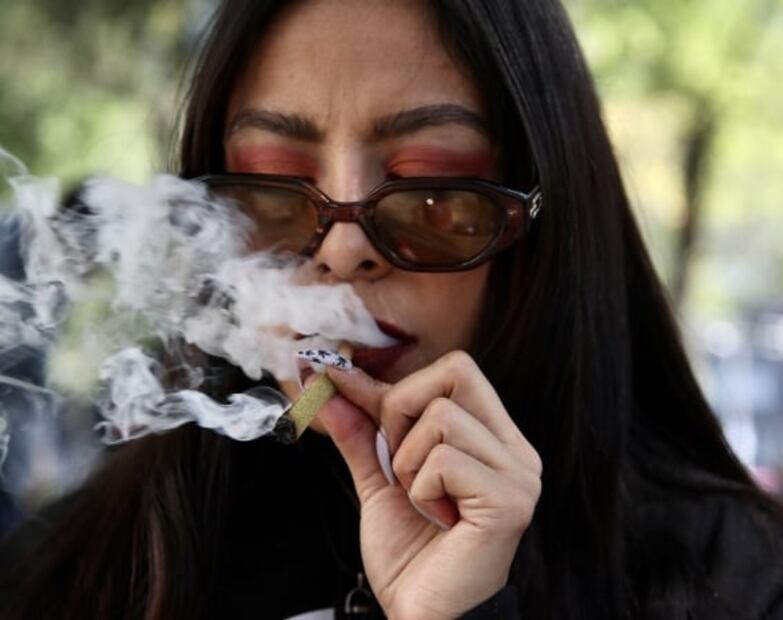 Plantón de marihuana instalado hace 3 años se va del Senado