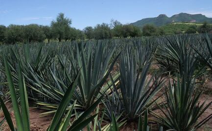 Revisaran excesiva siembra de agave en Guanajuato; no habrá quien se los compre, advierte gobernador