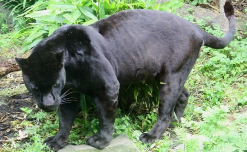 7 datos increíbles sobre el Amazonas, contados por un local