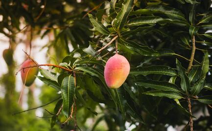 Beneficios del té de hoja de mango