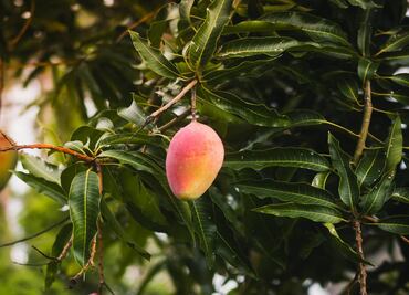 Beneficios del té de hoja de mango