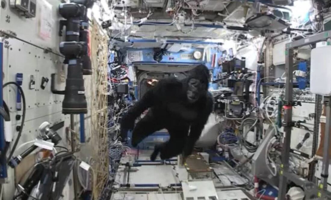 ¡Un gorila en el espacio! Astronauta realiza broma a compañeros