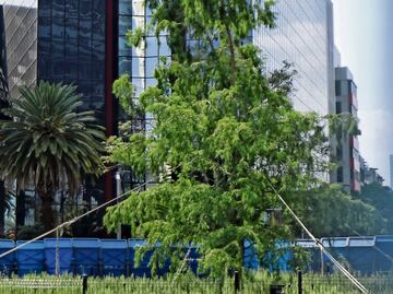 El ahuehuete de Reforma resiste olas de calor