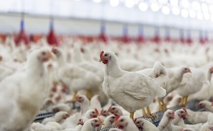 Mexico authorizes chicken imports from 26 Brazil meat plants