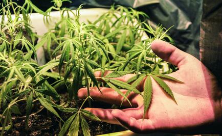 AMLO no descarta despenalizar las drogas