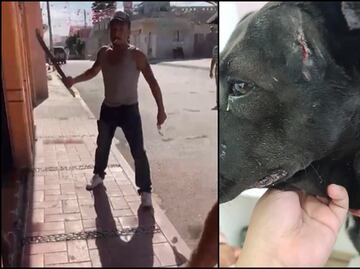 Detienen al probable responsable de agredir con un machete a una perrita en Hidalgo