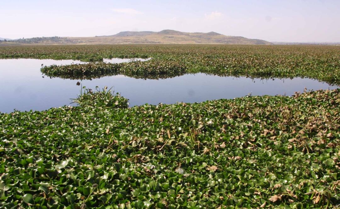 Overgrown water hyacinths at the Valsequillo lake - Photo: Rodolfo Pérez/EL UNIVERSAL
