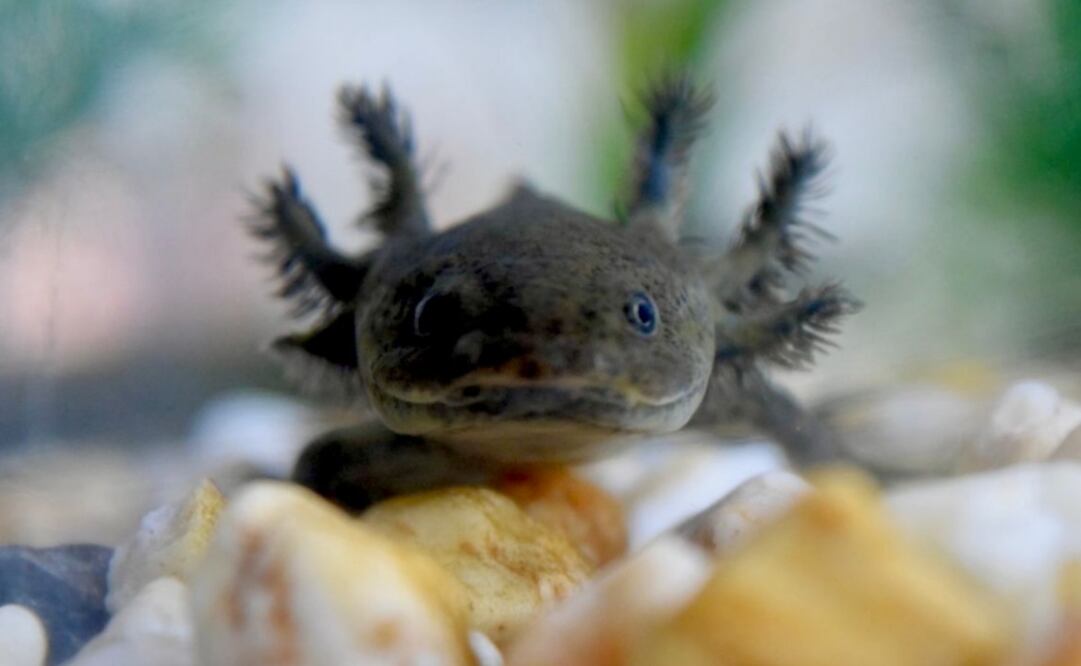 Día del Ajolote (30/01/2025). Foto: Especial