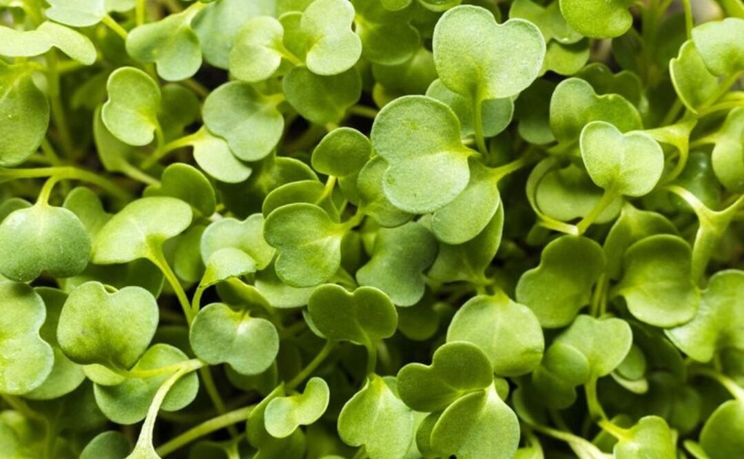 Beneficios de la alfalfa. Fuente: Freepik