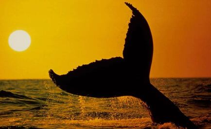 Japón iniciará polémico programa de caza de ballenas