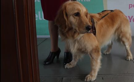 Morena propone en Congreso local hasta 6 años de cárcel por robo de mascotas