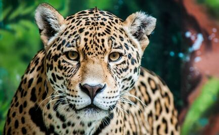 Jaguar ataca a adolescente de 14 años en zoológico de León, Guanajuato