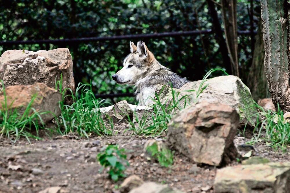 Actualmente Chapultepec posee 30 muestras de gametos de hembra y macho para que a través de técnicas de reproducción artificial continúe la especie (JUAN CARLOS REYES. EL UNIVERSAL)