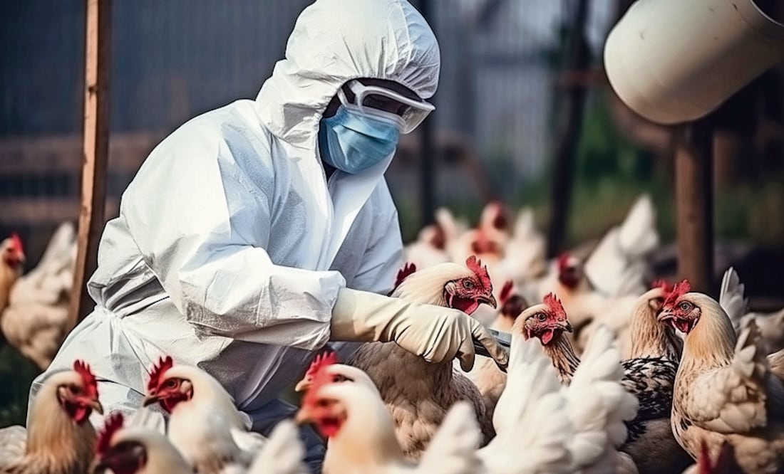 El nuevo paciente estuvo expuesto a aves enfermas y muertas en una granja. Foto Especial