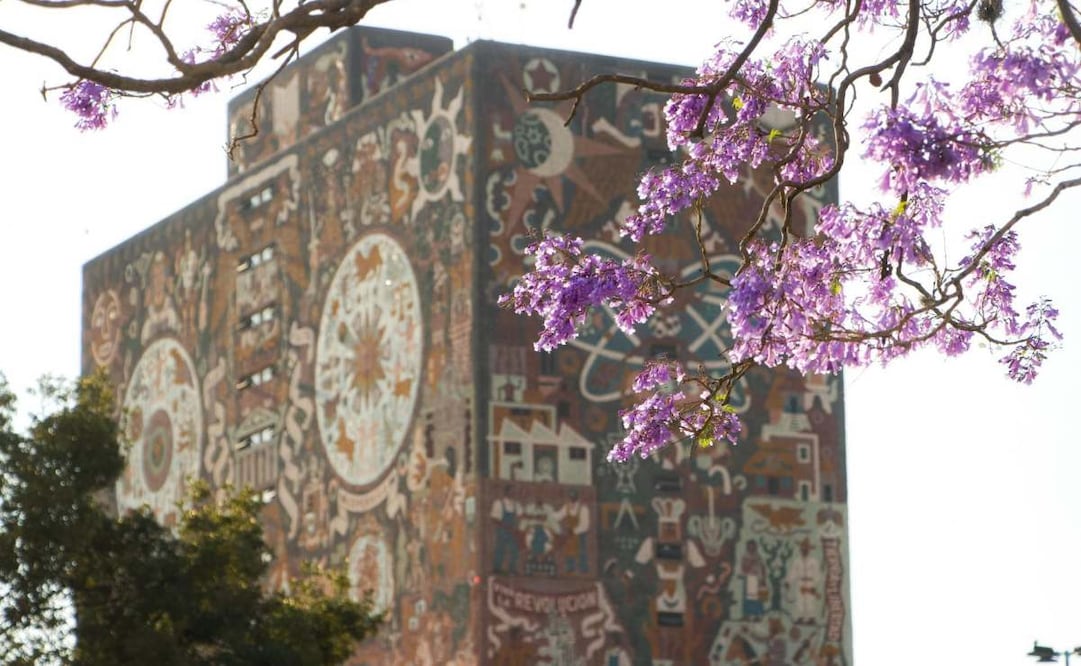 La floración de jacarandas en Ciudad Universitaria anuncia la llegada de la primavera, mientras la comunidad universitaria convive entre tonos violetas (19/03/2026). Foto: Tomás Pérez/ Cuartoscuro