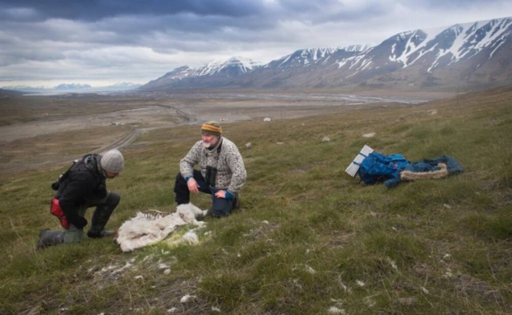 Reportan muerte de 200 renos en el Ártico; advierten sobre cambio climático