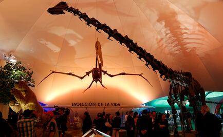 Emprenden cruzada para renovar el Museo de Historia Natural