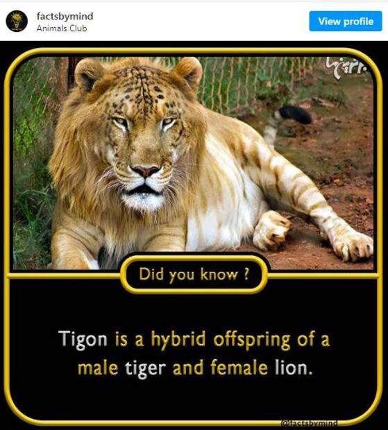 Asombrosos animales híbridos que tal vez no conocías