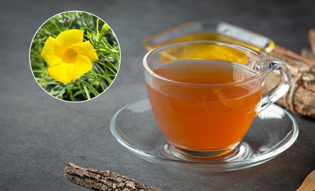 Té de hueso de fraile. Foto: Freepik / Fairchild Tropical Botanic Garden