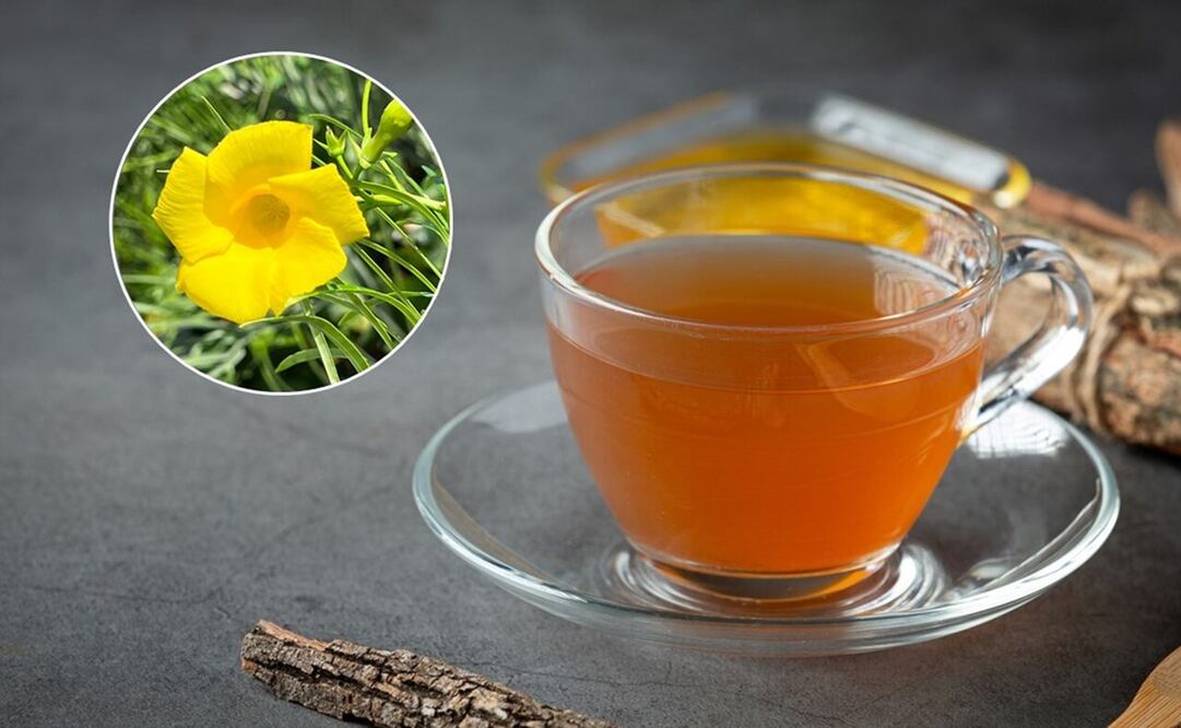 Té de hueso de fraile. Foto: Freepik / Fairchild Tropical Botanic Garden