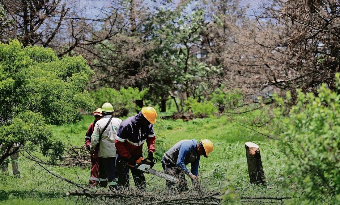 La madera de los árboles que han sido retirados no se irá a la basura, sino que será reutilizada para otras obras dentro del Parque Nacional, explicó la bióloga Laura Mendoza. Foto: Diego Simón / EL UNIVERSAL