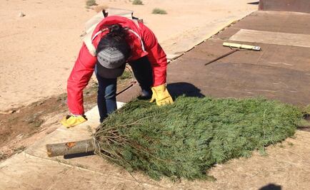 Evitan ingreso de 2 mil 612 árboles de navidad infectados