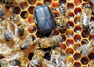 Plaga de escarabajos amenazan producción de miel en Yucatán; podría exterminar hasta el 80% de las colmenas, asegura apicultor