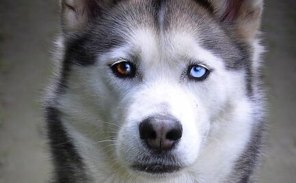 Un estudio confirma que los perros cambiaron el color de sus ojos por los humanos