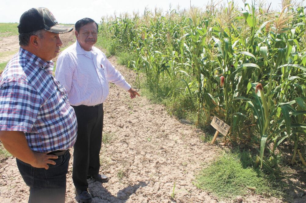 El nopal tiene bacterias promotoras del crecimiento vegetal, de ahí la importancia que tendría como fertilizante: sustituir o reducir la fertilización química, dice el investigador Miguel Gallegos. Foto: Francisco Rodríguez. EL UNIVERSAL