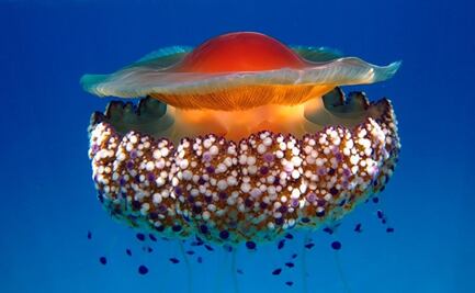 ¿La medusa huevo frito es venenosa? Biólogo explica