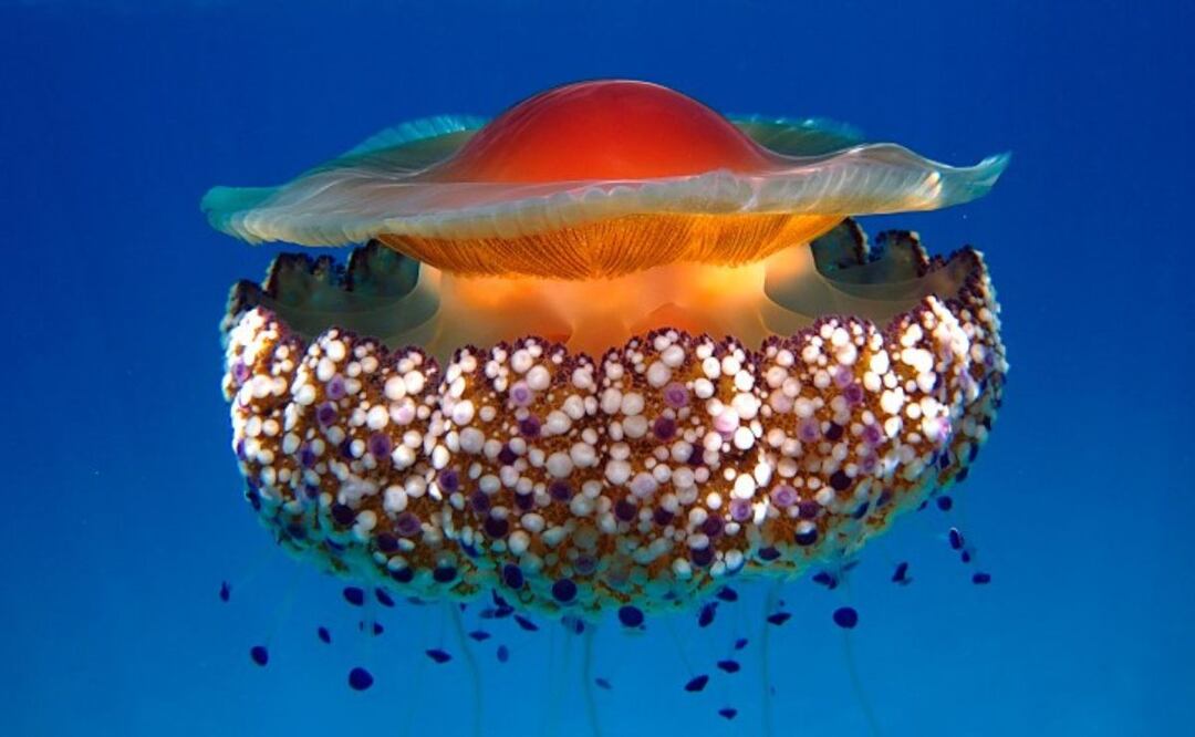 El ciclo de vida de la medusa huevo frito es fascinante y complejo. Fuente: Freepik.