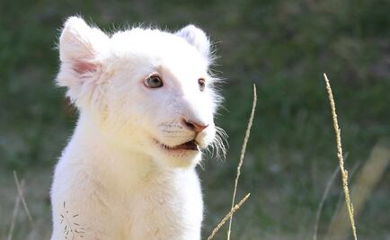Zoológico de Tlaxcala presentará mañana a cachorro de león blanco